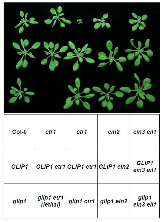 그림 24. ethylene 변이체와 glip1-1, 35S:GLIP1의 이중교배체 제작과 표현형 관찰