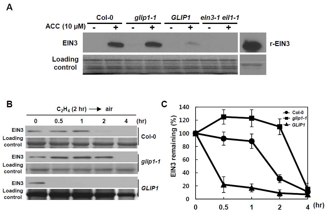 그림 27. glip1-1 및 35S:GLIP1 식물체의 EIN3 단백질 함량 측정