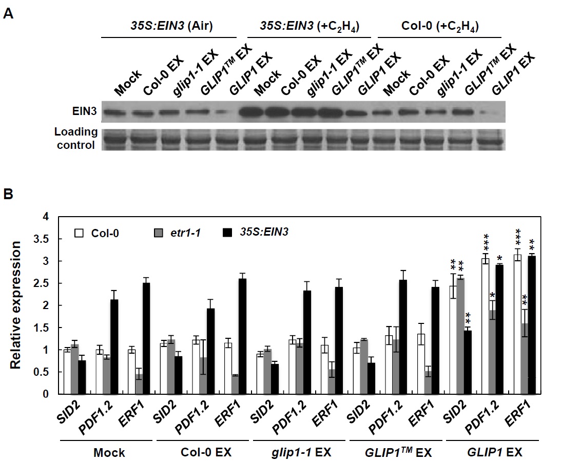 그림 29. 야생형, glip1-1, 35S:GLIP1 체관수액 처리에 의한 EIN3 단백질과 유전자 발현 양상 확인