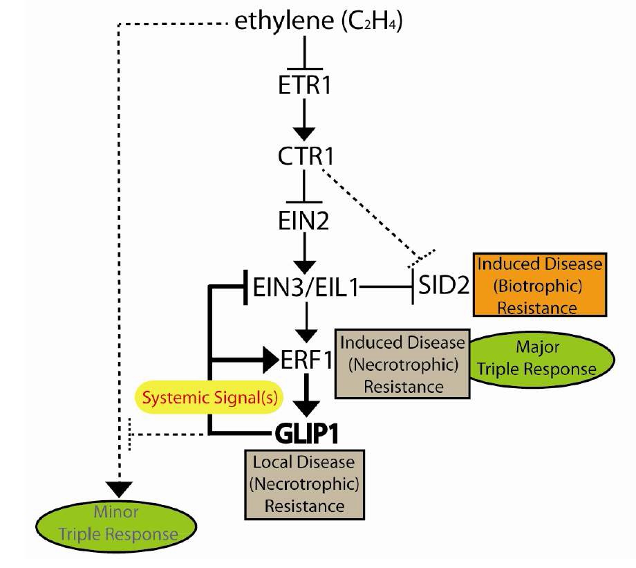 그림 32. GLIP1과 ethylene 신호전달 인자들의 식물면역 조절 기작