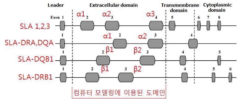 그림 1. SLA cass I 및 II domain의 모식도 및 컴퓨터 모델링에 이용된 SLA 도메인