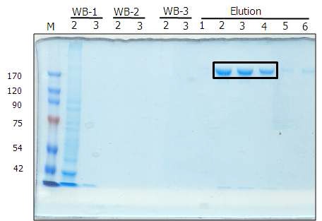 그림 3. PRIESS 세포에서 분리된 HLA 분자의 SDS-PAGE