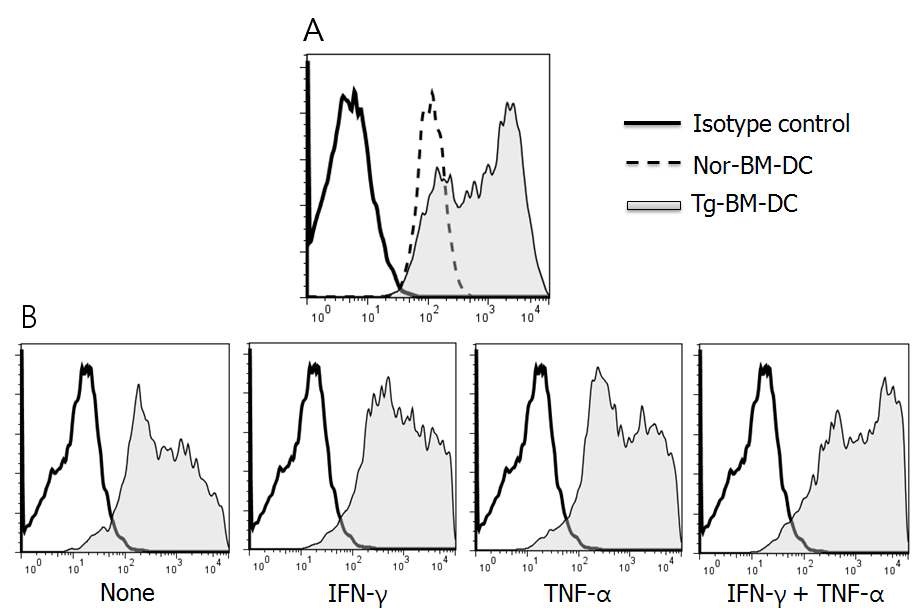 그림 6. Transgenic mice 유래 수지상세포 (Tg-BM-DC)의 HLA 발현 특성