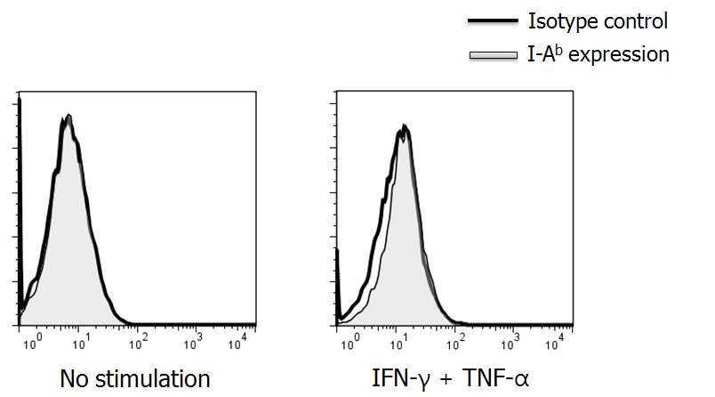 그림 7. Transgenic mice 유래 수지상세포 (Tg-BM-DC)는 I-Ab 발현 안함