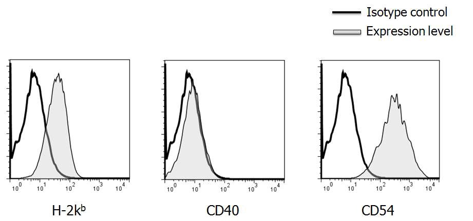 그림 9. Transgenic mice 유래 수지상세포 (Tg-BM-DC)의 주요 세포표면 분자의 발현