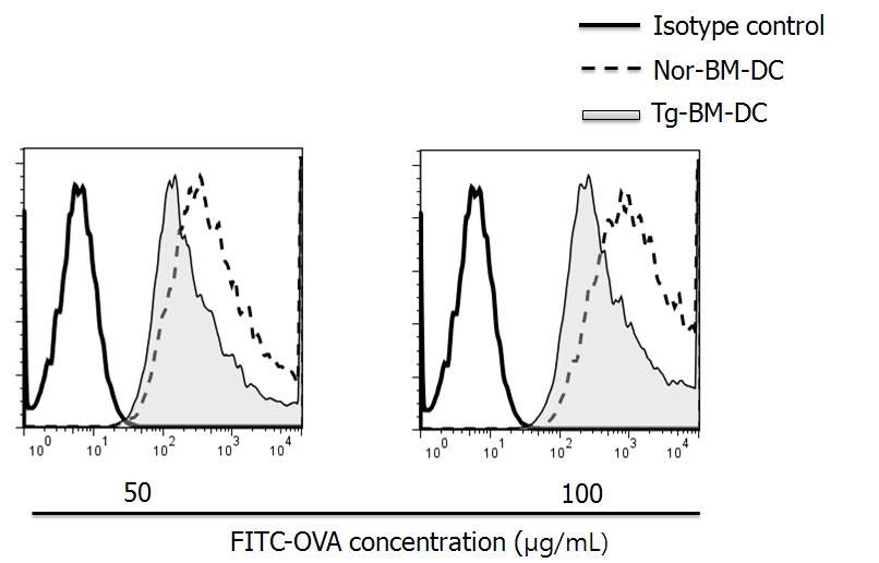 그림 10. Transgenic mice 유래 수지상세포 (Tg-BM-DC)의 탐식력