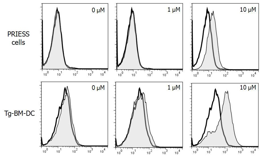 그림 14. Transgenic mice 유래 수지상세포 (Tg-BM-DC)의 인플루엔자 바이러스 hemagglutinin에서 유래 peptide HA306-318의 결합능