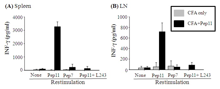 그림 15. IFN-γ ELISA 결과. Peptide-11으로 면역한 HLA-DR4 Tg 마우스에서 분리한 비장세포를 peptide-11, peptide 7 및 peptide-11+blocking antibody (L243)으로 재지극한 결과 생성되는 IFN-γ의 양