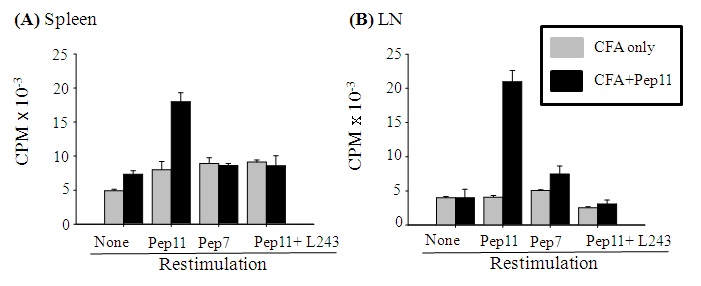 그림 16. Proliferation assay 결과. Peptide-11으로 면역한 HLA-DR4 Tg 마우스에서 분리한 비장세포를 peptide-11, peptide 7 및 peptide-11+blocking antibody (L243)으로 재지극시 나타나는 T 세포의 증식 정도