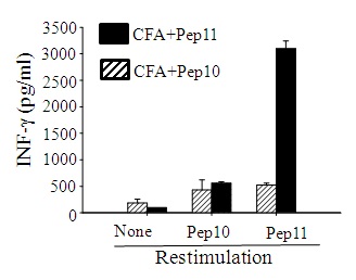 그림 17. Peptide-11 특이 CD4 T 세포반응의 특이성 확인을 위한 IFN-γ ELISA 결과