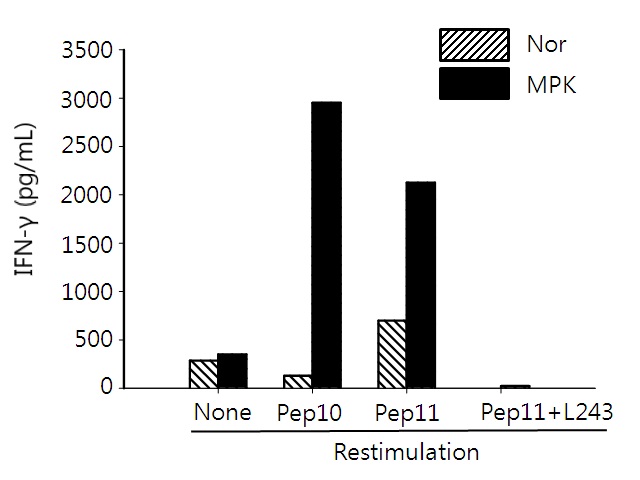 그림 18. MPK 세포를 주사한 HLA-DR4 Tg 마우스에서 peptide-11 특이 CD4 T 세포반응의 특이성 확인을 위한 IFN-γ ELISA 결과