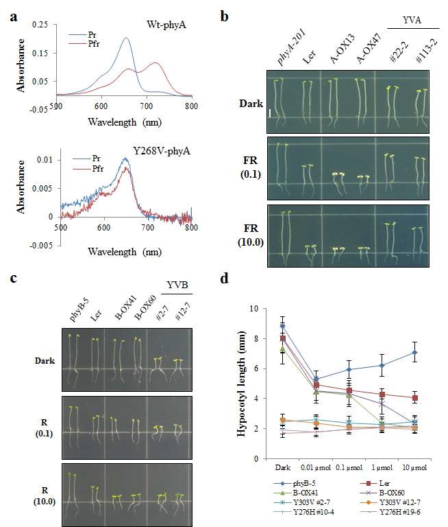그림 5. 항시 활성 파이토크롬이 도입된 애기장대 식물채 분석 결과