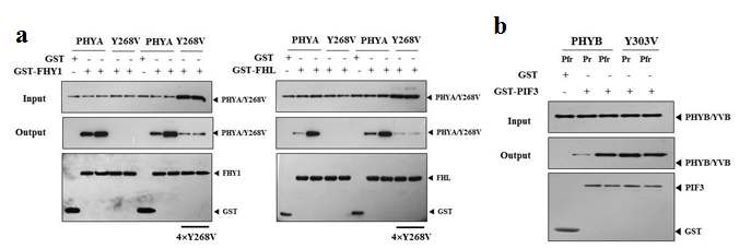 그림 8. 항시활성 파이토크롬과 상호작용 단백질들과의 상호작용 분석 결과