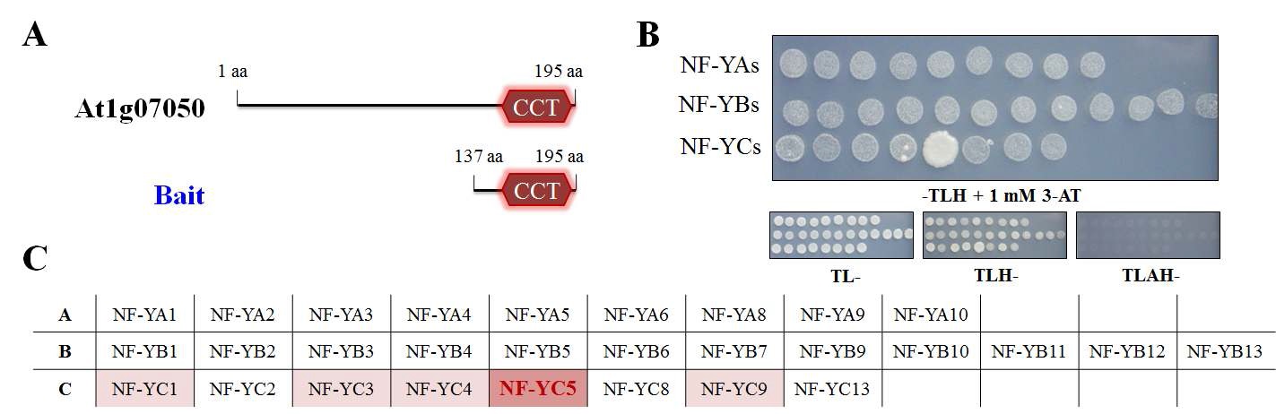 그림 13. At1g07050 CCT domain과 NF-Y 유전자들의 yeast two-hybrid assay 결과