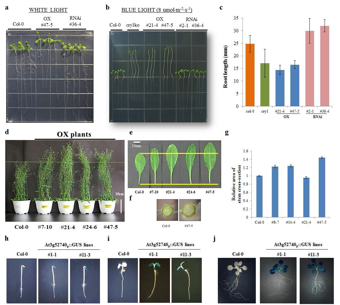 그림 15. At3g52740 형질전환체들의 growth phenotype 및 promoter 분석 결과