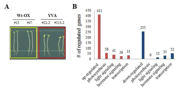 그림 16. 암 조건에서 배양한 wild-type phyA 형질전환 애기장대(Wt-OX)와 YVA 형질전환 애기장대(YVA)의 microarray 분석.