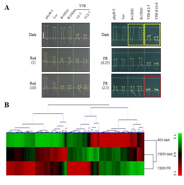 그림 17. 암 조건 및 원적색광 조건에서 키운 YVB 형질전환 애기장대의 microarray 분석