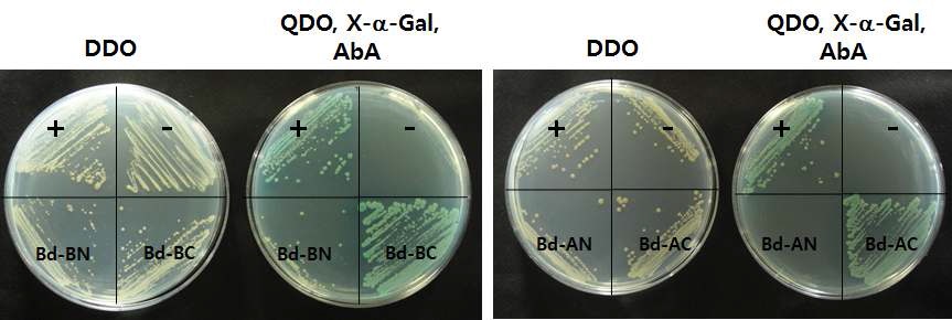 그림 20. PIF1/PIL5 homologous gene, Bradi1g13980과 파이토크롬의 상호작용 분석 결과.