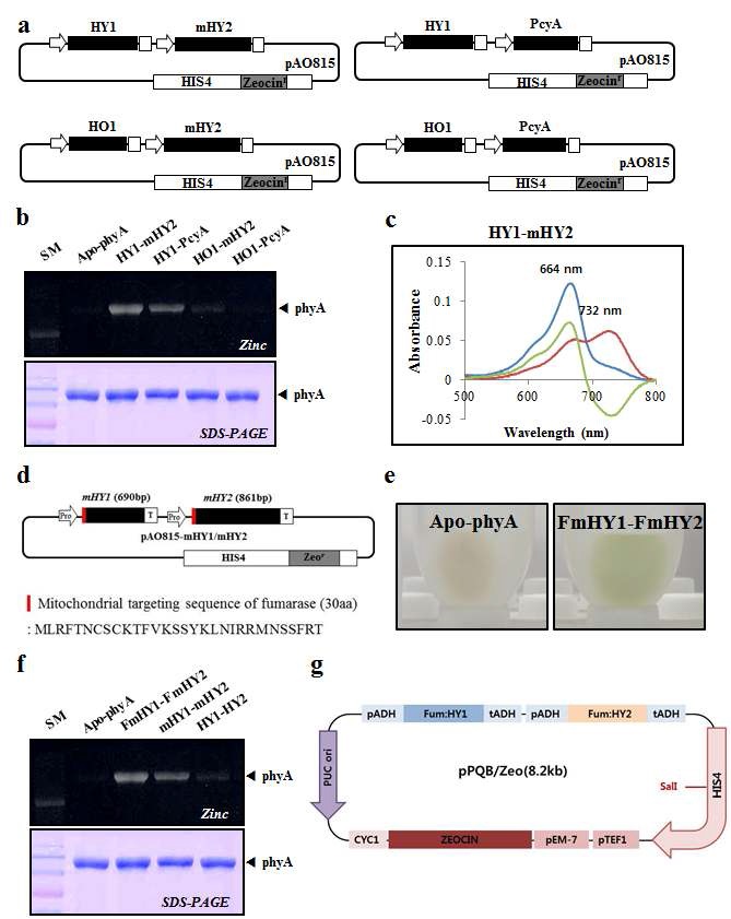 그림 21. In vivo holo-phytochrome 합성 시스템 구축.