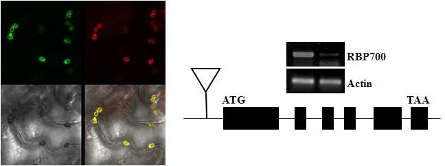 그림 1. RBP700의 엽록체 localization 및 T-DNA tagged mutant 확인