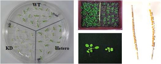 그림 2. RBP700 돌연변이체의 식물 생육 및 발달 저해 표현형
