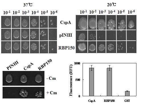 그림 7. RBP150 단백질의 RNA 샤페론 활성을 확인하는 cold shock assay, transcription anti-termination assay 및 DNA-melting assay