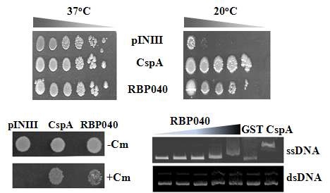 그림 10. RBP040 단백질의 RNA 샤페론 활성을 확인하는 cold shock assay, transcription anti-termination assay 및 핵산 결합 능력