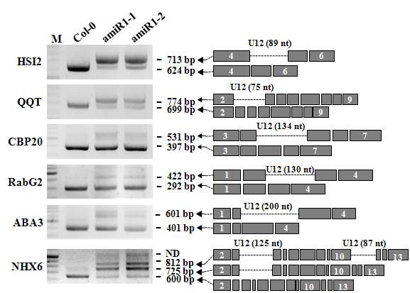 그림 15. U11/U12-65K 유전자의 발현이 저해된 애기장대 knockdown 돌연변이체의 RNA 전사체들의 비정상적인 스플라이싱 패턴