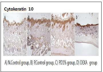 Fig2. Thickness of skin by Immunohistochemistry for cytokeratin 10