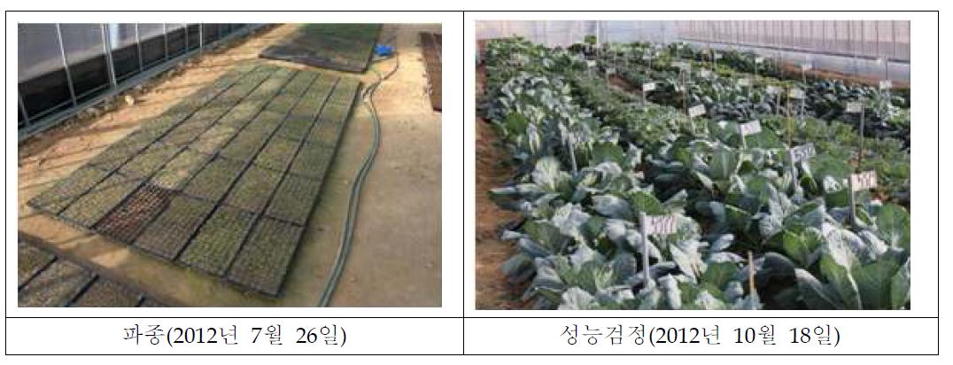 케일 파종 및 우수계통 선발