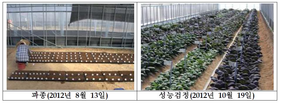 적색배추 파종 및 우수계통 선발