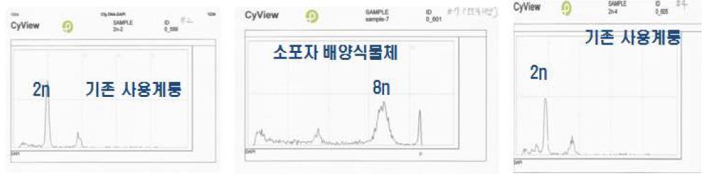 소포자 유래 식물체 배수성 검정