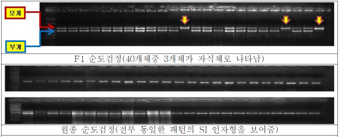 SI인자형을 이용한 원종 및 F1 순도검정