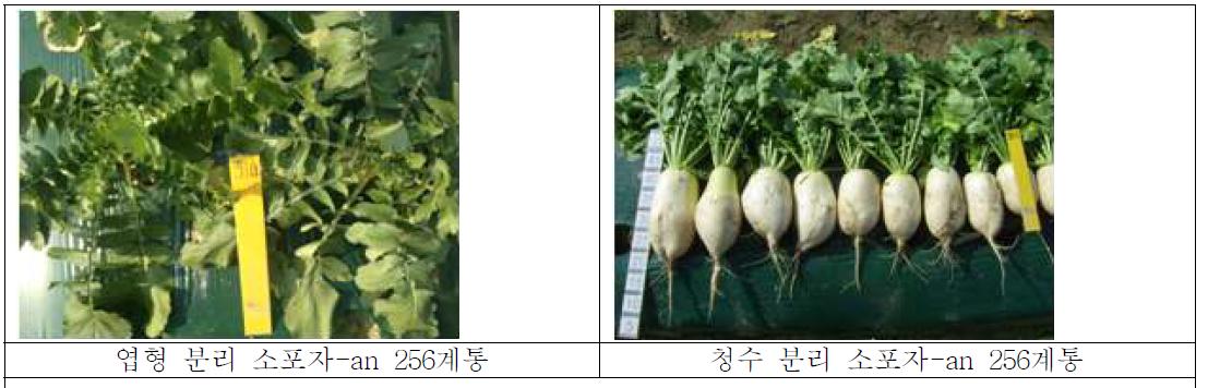 분리되는 소포자 유래 조합