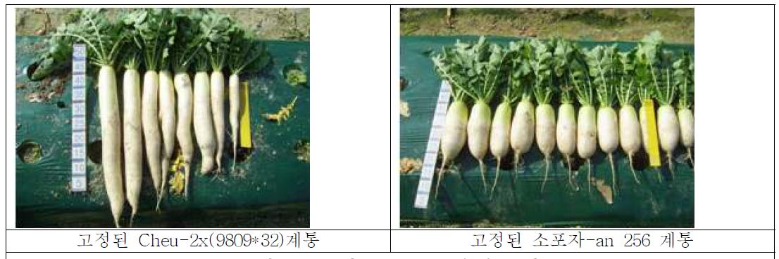 고정된 소포자 유래 조합