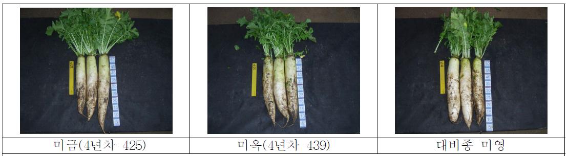 고랭지 선발조합