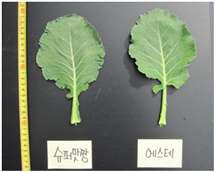 선발조합(좌)과 대조품종(우) 비교