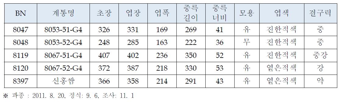 적색배추 선발 우수계통