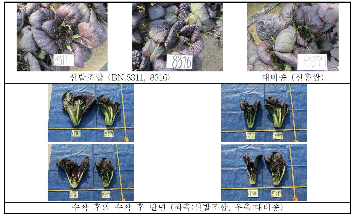 적색배추 우수 선발조합