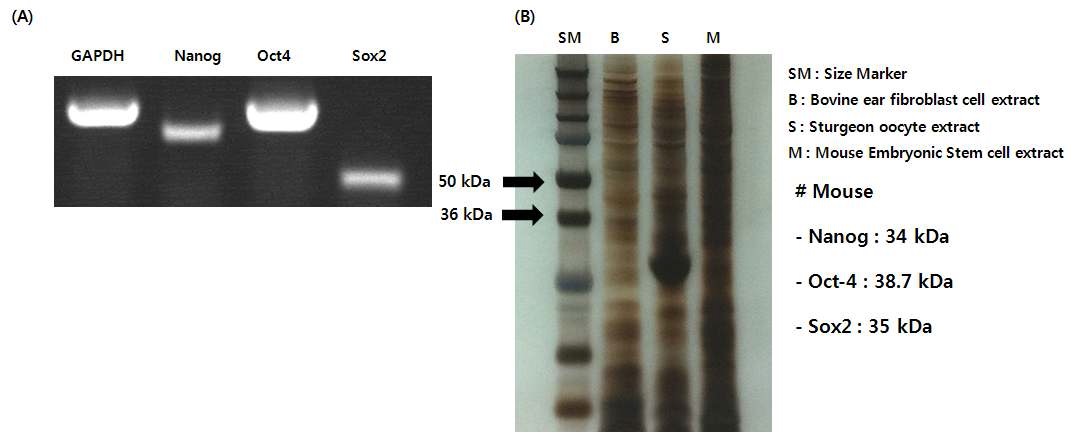 Figure. 1-2. 젖소 귀 섬유아세포의 리프로그래밍유도를 위한 단백질 특성확인