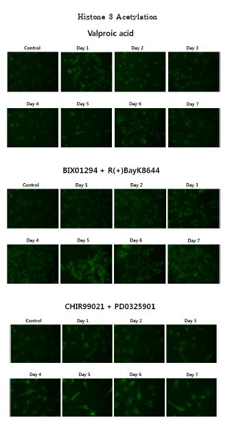 Figure. 1-4. 소 체세포에 small molecules를 처리한후 Histone 3의 acetylation의 패턴 변화