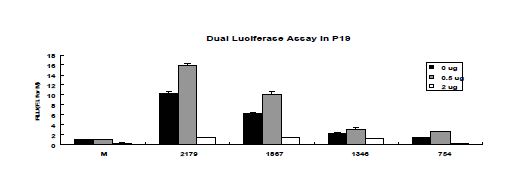 Figure. 1-9. P19 세포에서 Nanog양에 따른 Dual-luciferase assay 결과