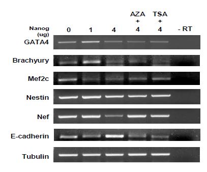 Figure. 1-12. RT-PCR for the differentiation markers in P19 cells