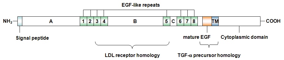 Figure. 2-2. EGF precursor 모식도
