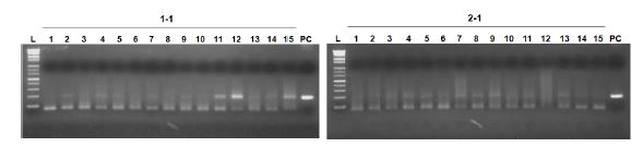 Figure 3-1. Result of EGF colonies after G-418 selection in HbFF-1, 2 cells