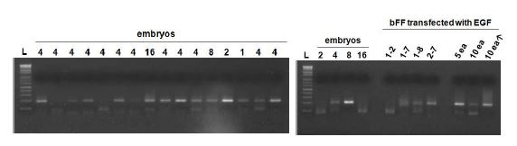 Figure. 3-2. Result of EGF transfected SCNT embryos