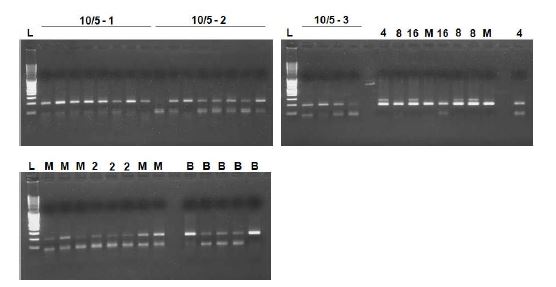 Figure. 3-3. Result of EGF transfected SCNT embryos