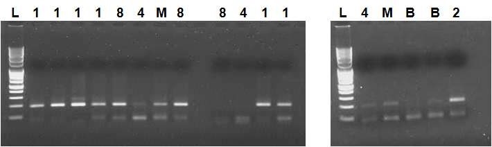 Figure. 3-4. Result of EGF transfected SCNT embryos