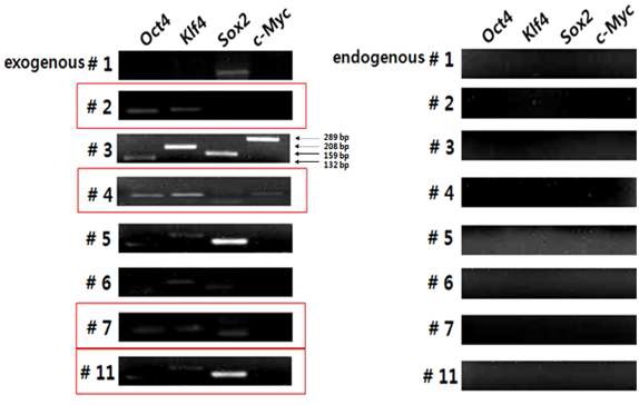 Figure. 3-5. 젖소 체세포에 reprogramming factor(Oct4, Sox2, Klf4, c-Myc)를 처리하였을때 mRNA 발현(A, B). OKSM과 inhibitor(TSA, 5-aza, 2i)를 처리하였을 때의mRNA 발현 (Exogenous gene (C, E, G, I) was detected four transcription genes in control, TSA, 5-aza, 2i (D, F, H, J). mRNA expression of transcription genes in BeF cells