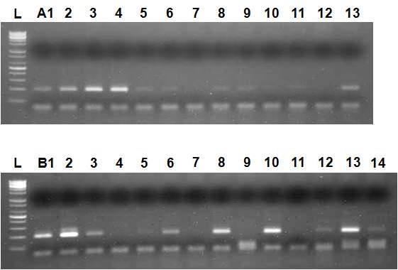 Figure. 3-11. EGF 유전자를 transfection 한 후 G-418을 이용하여 selection 된 세포의 colony 검정 결과